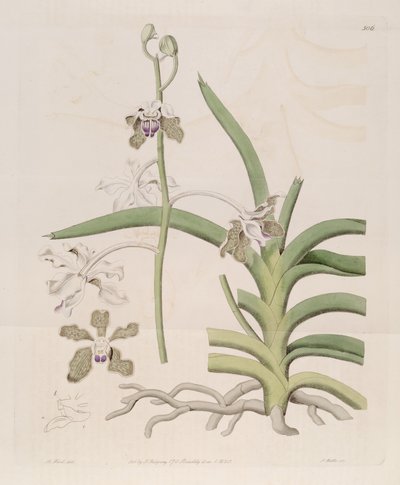 Illustration of Vanda tessellata (as syn. Vanda roxburghii) by Designer